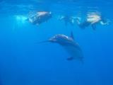 Swim with the Dolphins in Hawaii